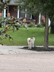 Found/Stray Unknown Dog last seen Wellington Court, Monroe, OH 45050