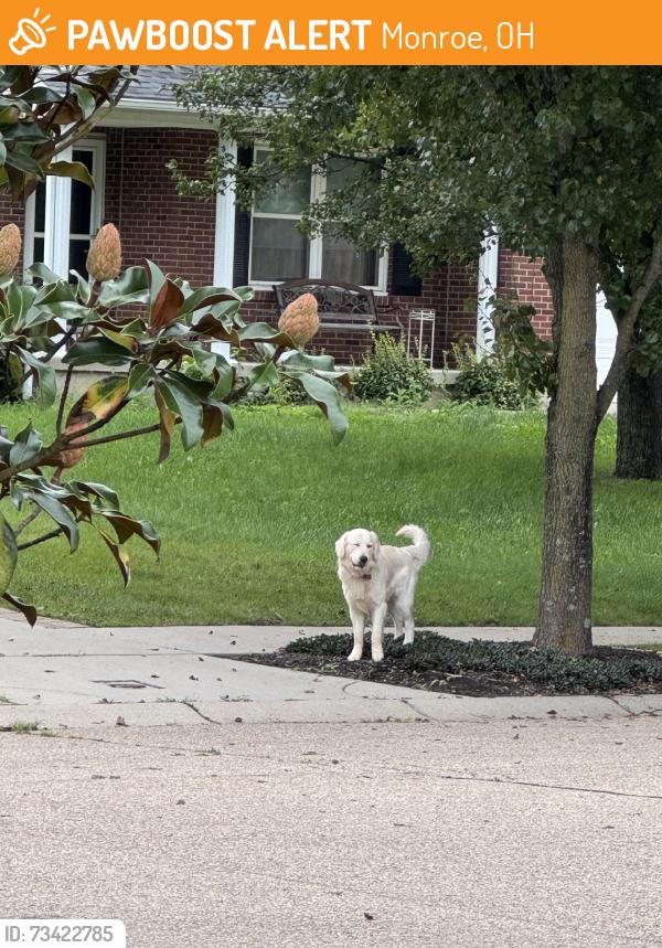 Found/Stray Unknown Dog last seen Wellington Court, Monroe, OH 45050