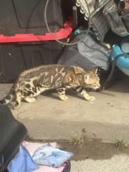 Found/Stray Unknown Cat last seen Poplar st. W and 5th ave, South Saint Paul, MN 55075