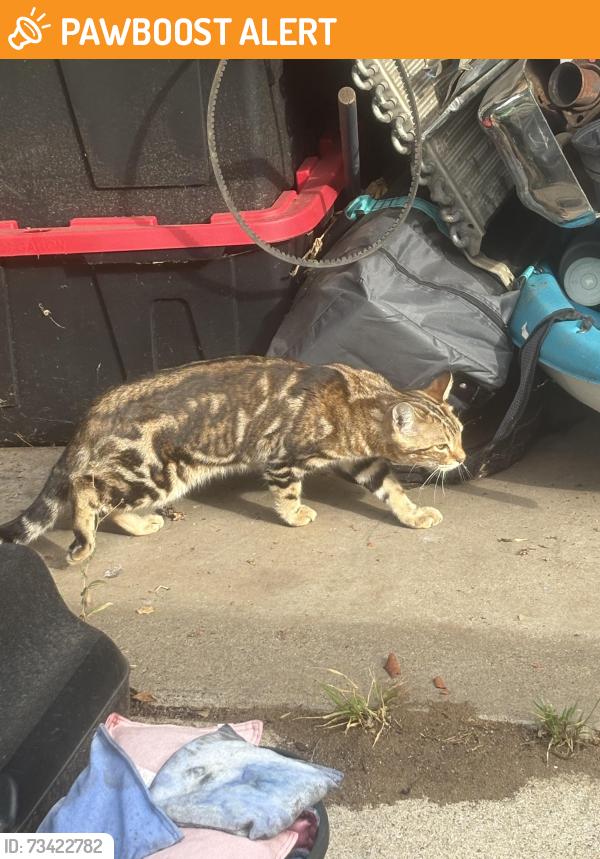 Found/Stray Unknown Cat last seen Poplar st. W and 5th ave, South Saint Paul, MN 55075