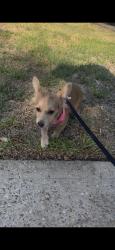 Found/Stray Male Dog last seen Under a car, Spring, TX 77373