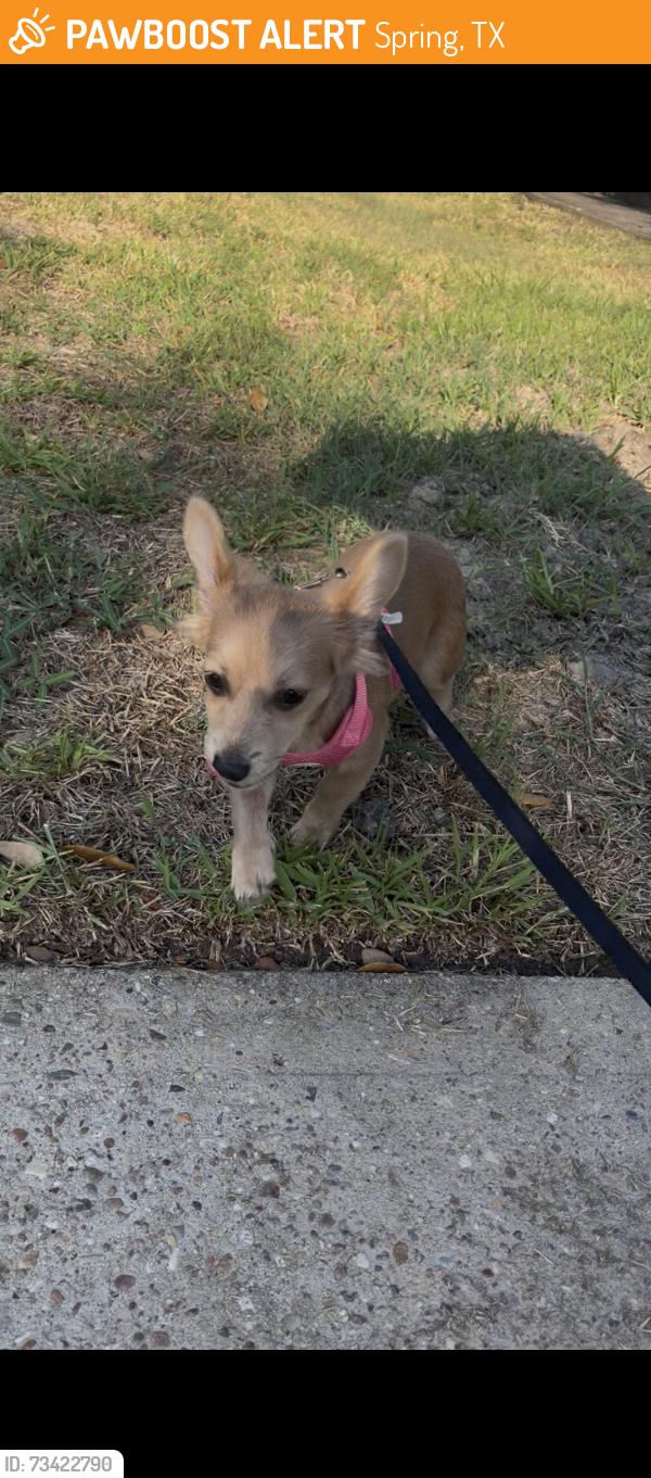 Found/Stray Male Dog last seen Under a car, Spring, TX 77373