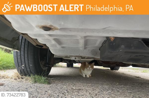 Found/Stray Unknown Cat last seen Lawler and proctor road, Philadelphia, PA 19116