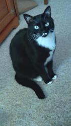 Reunited Male Cat last seen Greenbriar Blvd and Hercules, Clearwater, FL 33763