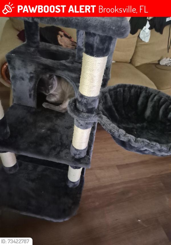 Lost Male Cat last seen Cloverleaf farms, Brooksville, FL 34601