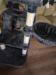 Lost Male Cat last seen Cloverleaf farms, Brooksville, FL 34601