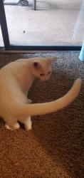 Reunited Female Cat last seen Rustwood Drive, Athens, GA 30606