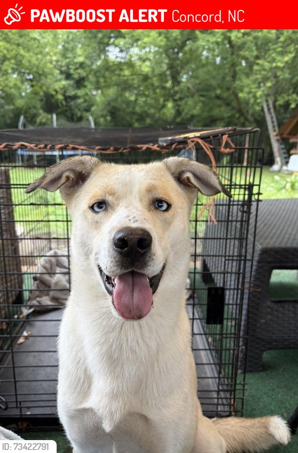 Lost Male Dog last seen Crowell Dr NW and Franklin Ave, Concord, NC 28025