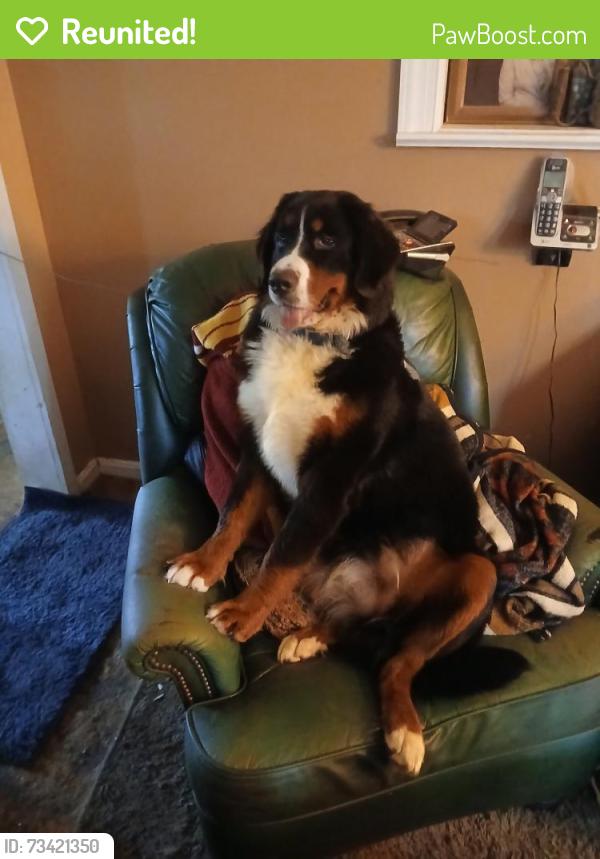 Reunited Male Dog last seen Kirtley and whiteshop, Culpeper, VA 22701