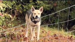 Found/Stray Unknown Dog last seen Us 421 and branon church rd, Yadkin County, NC 27020