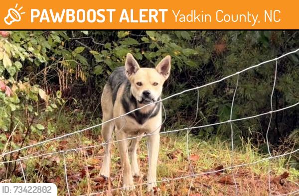 Found/Stray Unknown Dog last seen Us 421 and branon church rd, Yadkin County, NC 27020