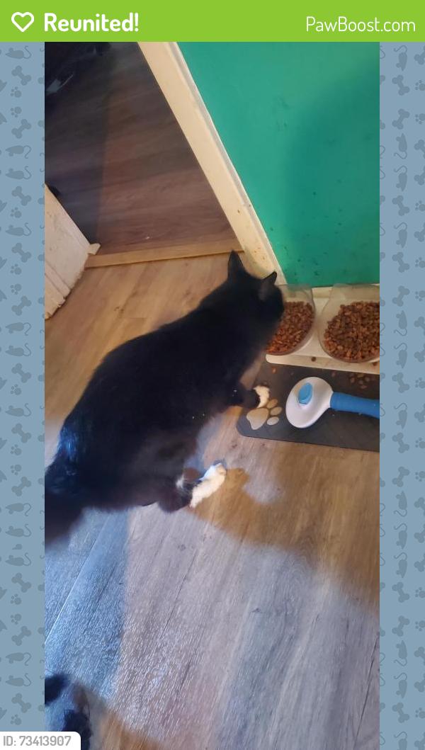 Reunited Male Cat last seen 34th street, Bradenton, FL 34207