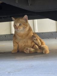 Found/Stray Male Cat last seen Behind chandler drug, Chandler, TX 75758