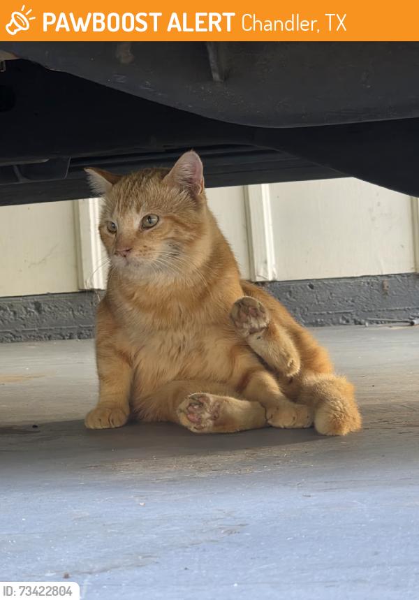 Found/Stray Male Cat last seen Behind chandler drug, Chandler, TX 75758
