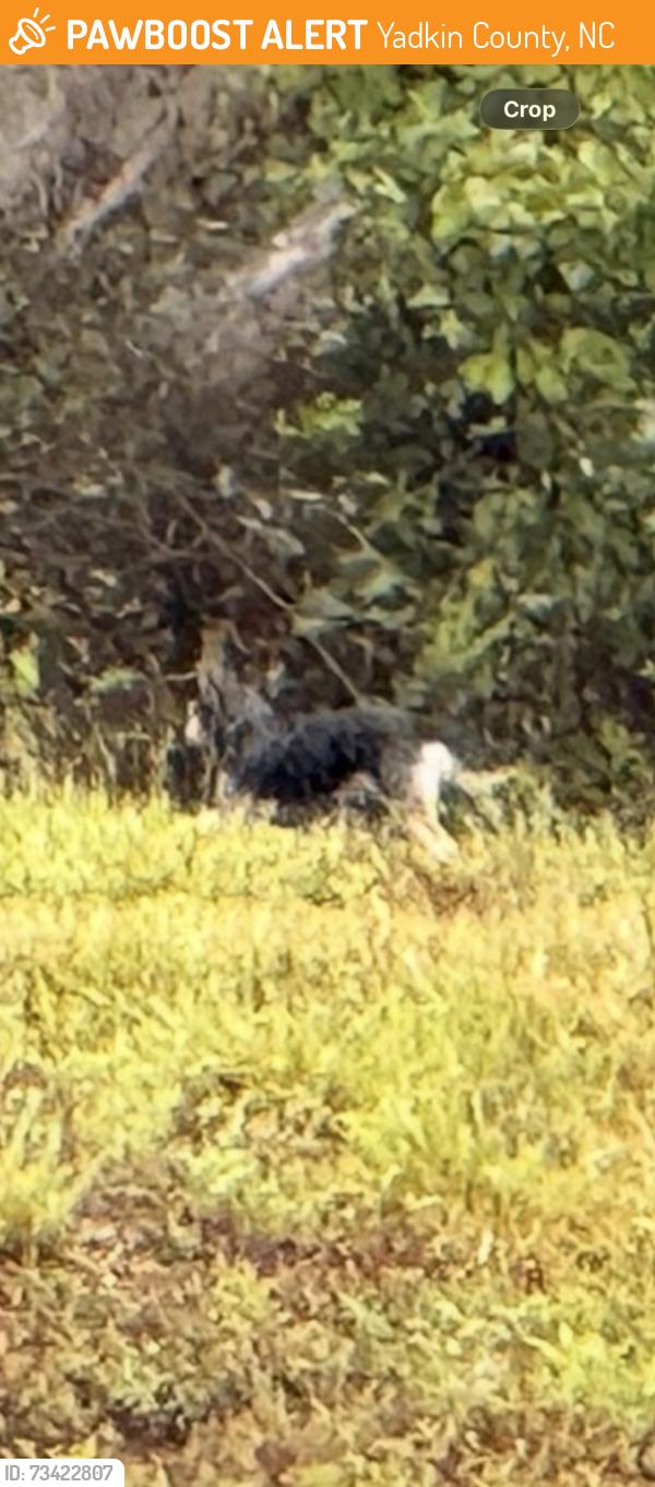 Found/Stray Unknown Dog last seen Near and branon church, Yadkin County, NC 27020