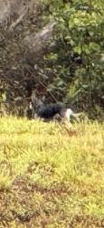 Found/Stray Unknown Dog last seen Near and branon church, Yadkin County, NC 27020