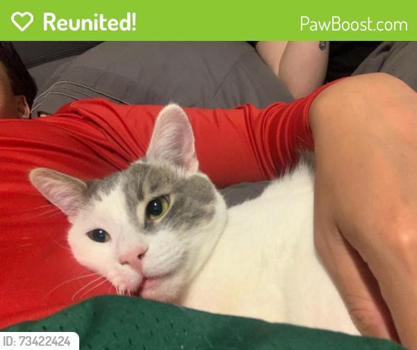 Reunited Male Cat last seen Cherry St, Mowry & Cedar, Truckee Ct, Levi St, Rubicon Ave, Quicksilver Ave, Quartz PL, Benicia Ave, Ebbetts St., Newark, CA 94560