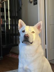 Lost Male Dog last seen Near Austin st, Houston, TX 77004