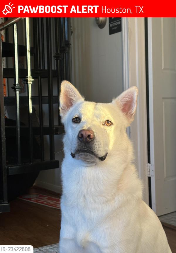 Lost Male Dog last seen Near Austin st, Houston, TX 77004