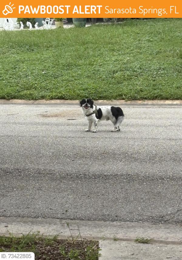 Found/Stray Unknown Dog last seen Java plum and live oak street, Sarasota Springs, FL 34232