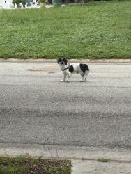 Found/Stray Unknown Dog last seen Java plum and live oak street, Sarasota Springs, FL 34232