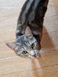 Lost Male Cat last seen Gravenstein hwy, Sebastopol, CA 95472