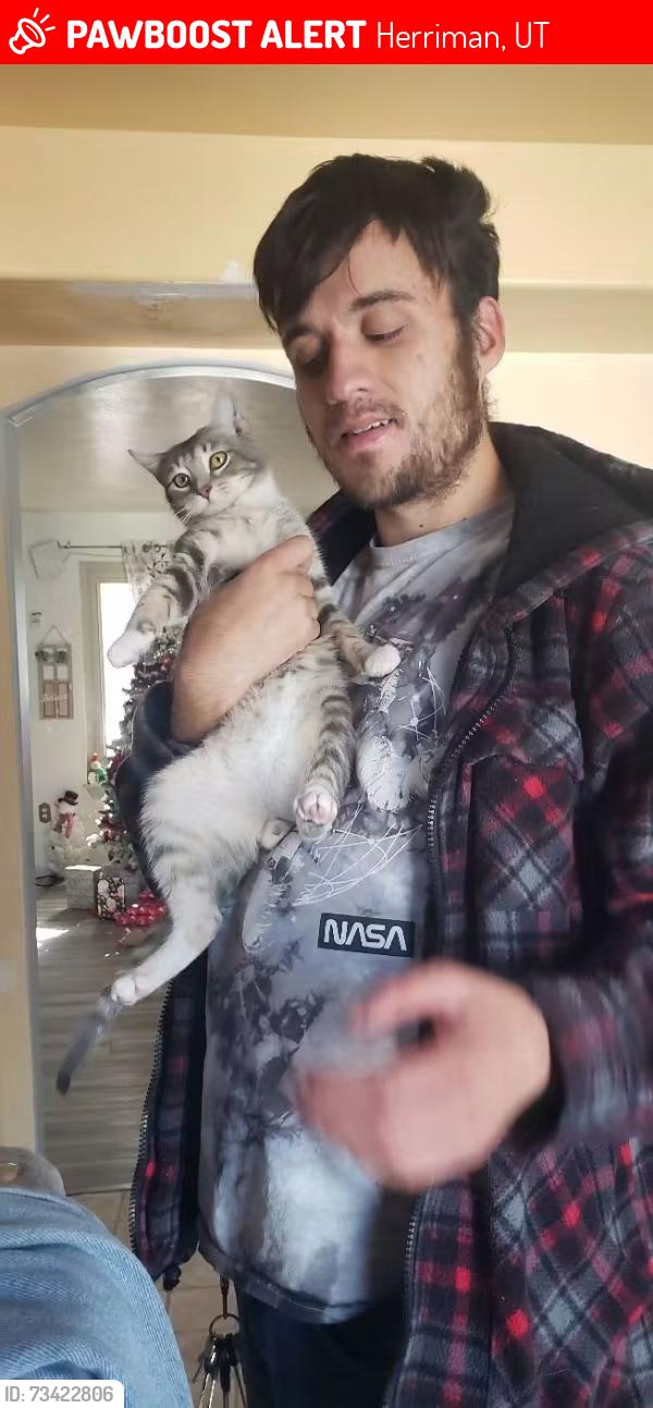 Lost Male Cat last seen Bonica Lane, Herriman, UT 84096