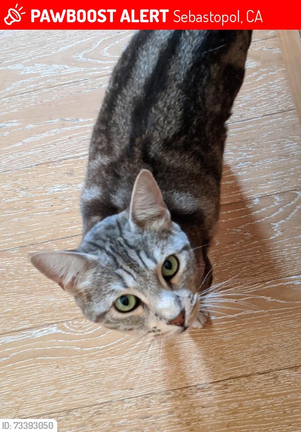 Lost Male Cat last seen Gravenstein hwy, Sebastopol, CA 95472