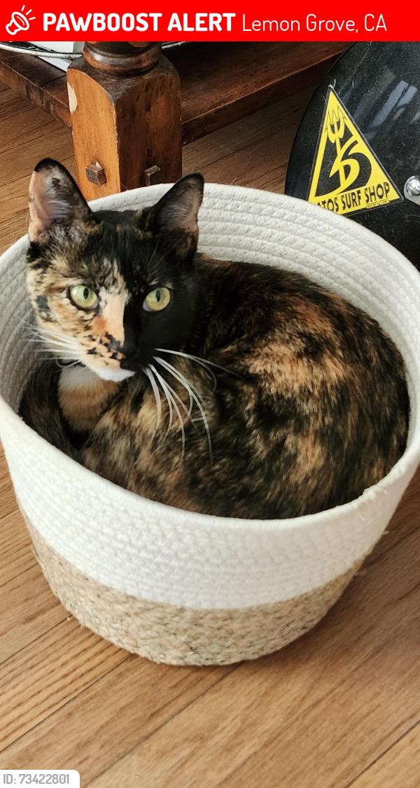 Lost Female Cat last seen New Jersey and Madison, Lemon Grove, CA 91945