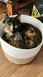 Lost Female Cat last seen New Jersey and Madison, Lemon Grove, CA 91945