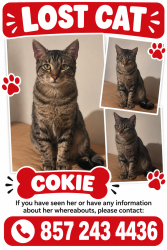Lost Male Cat last seen Near royal palm blv, Coral Springs, FL 33065