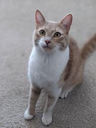Reunited Male Cat last seen 13th and M St NW in Washington DC, Washington, DC 20005