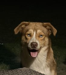 Lost Male Dog last seen Crowell Dr NW and Franklin Ave, Concord, NC 28025