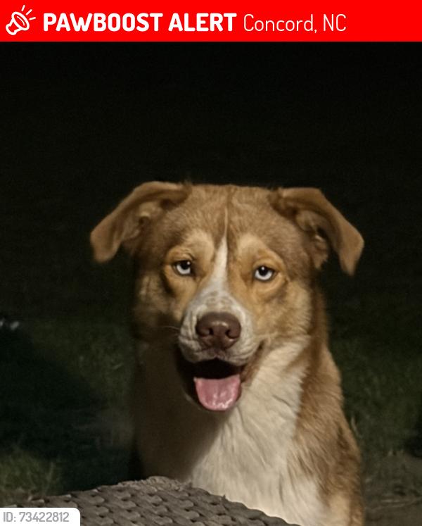 Lost Male Dog last seen Crowell Dr NW and Franklin Ave, Concord, NC 28025