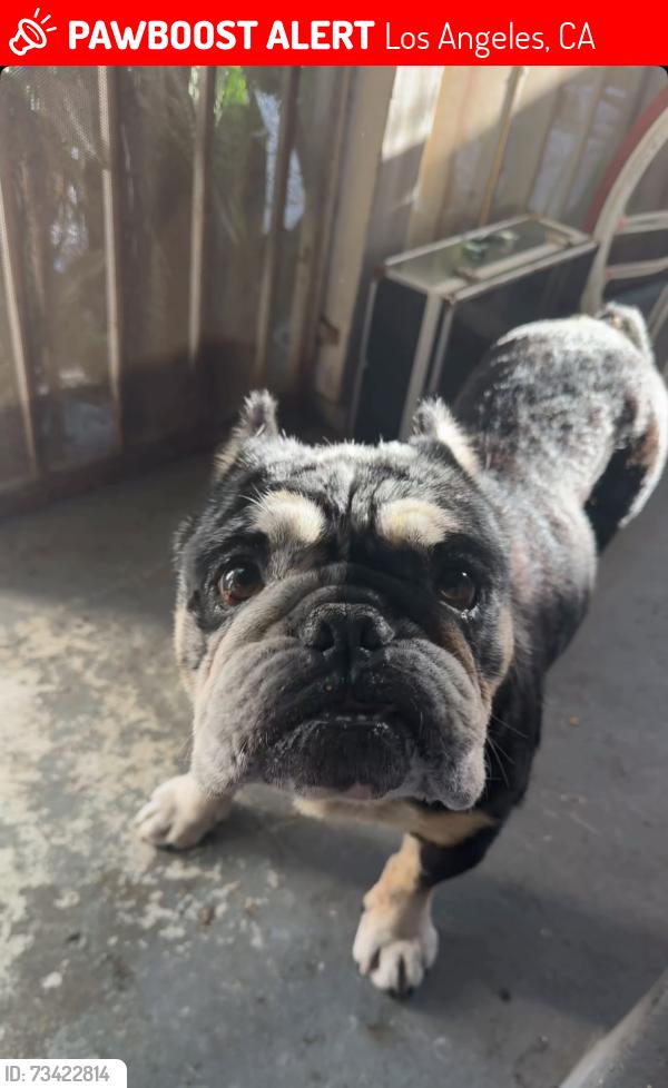 Lost Male Dog last seen Near e 118th st, Los Angeles, CA 90059
