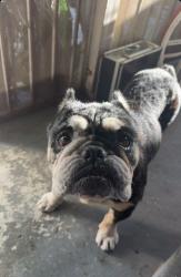 Lost Male Dog last seen Near e 118th st, Los Angeles, CA 90059