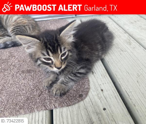 Lost Unknown Cat last seen Brookshire and Intervale, Garland, TX 75043