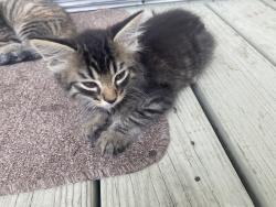 Lost Unknown Cat last seen Brookshire and Intervale, Garland, TX 75043