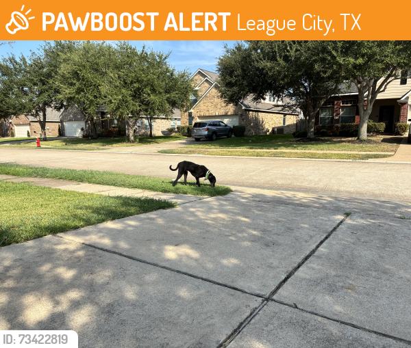 Found/Stray Male Dog last seen Winged Dove Druve, League City, TX 77573