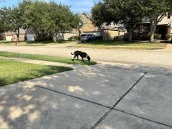 Found/Stray Male Dog last seen Winged Dove Druve, League City, TX 77573