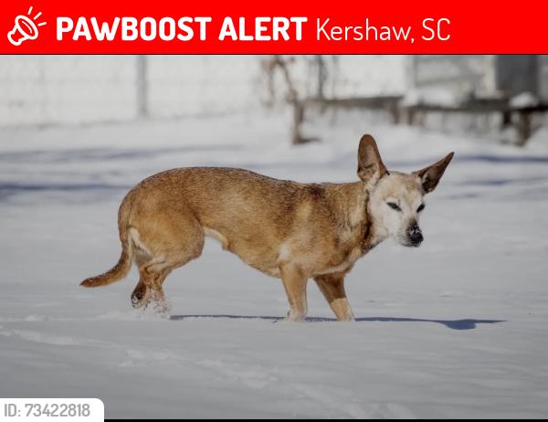 Lost Female Dog last seen Blackmon Circle, Kershaw, SC 29067