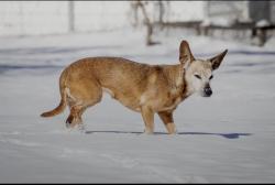 Lost Female Dog last seen Blackmon Circle, Kershaw, SC 29067