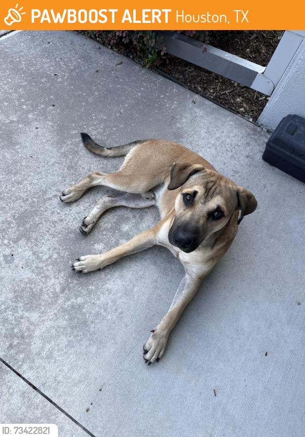 Found/Stray Male Dog last seen Near / Beltway, Houston, TX 77086