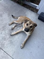 Found/Stray Male Dog last seen Near / Beltway, Houston, TX 77086