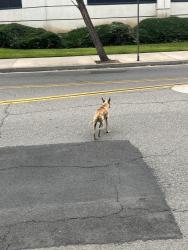 Found/Stray Unknown Dog last seen Between Santa Anna Stadium Parking, and the Santa Anna Jail, and Santa Anna DA’s Office, Santa Ana, CA 92703