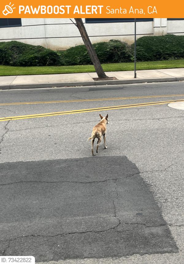 Found/Stray Unknown Dog last seen Between Santa Anna Stadium Parking, and the Santa Anna Jail, and Santa Anna DA’s Office, Santa Ana, CA 92703