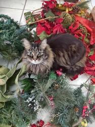 Lost Male Cat last seen Croft, Inverness, FL 34453