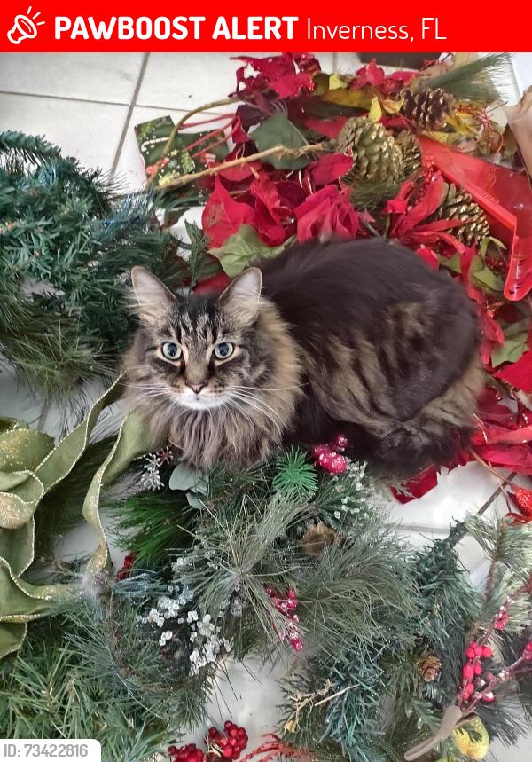 Lost Male Cat last seen Croft, Inverness, FL 34453