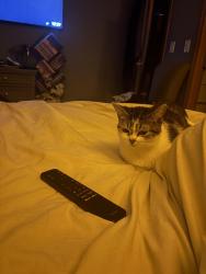 Reunited Female Cat last seen Caton farm subdivision, Plainfield, IL 60586