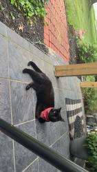 Lost Male Cat last seen 4th st and Pitt St, Greenville, NC 27834